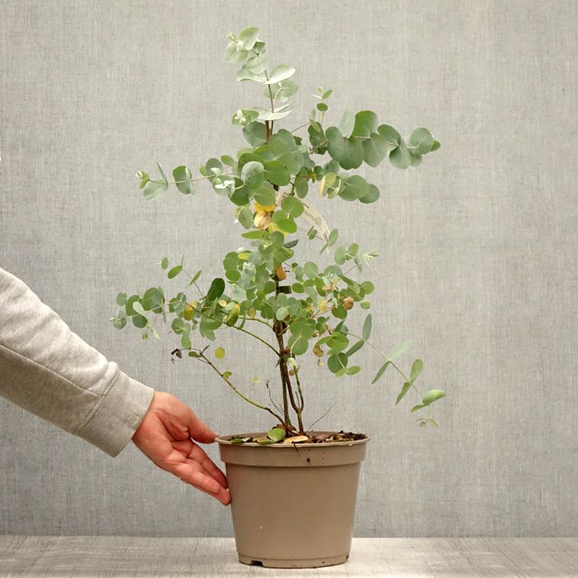 Exemplaar van Eucalyptus cinerea Silver Dollar - Gomboom Pot van 2 l/3 l zoals geleverd in de zomer