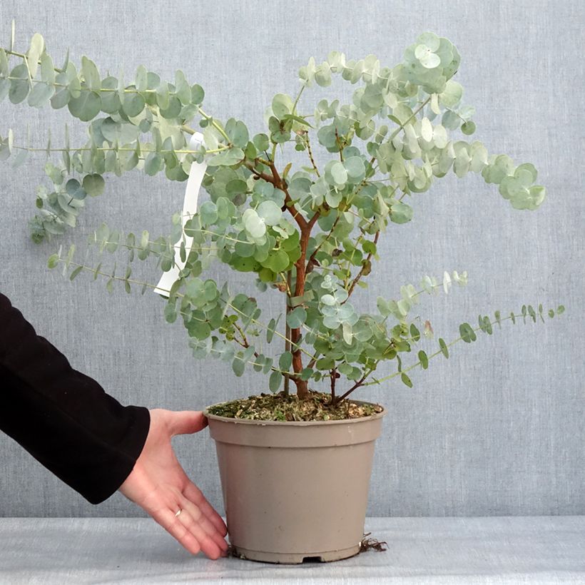 Example of Eucalyptus cinerea Silver Dollar - Gomboom Pot van 2 l/3 l as you get in hiver