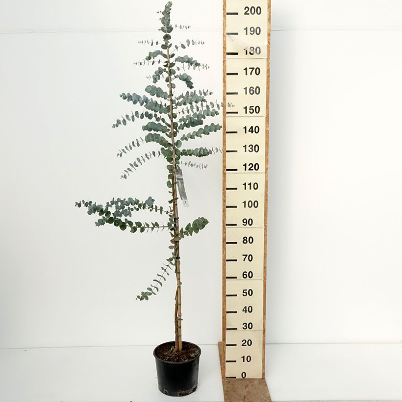 Exemplaar van Eucalyptus cinerea Silver Dollar - Gomboom Pot van 7,5 l/10 l zoals geleverd in de winter