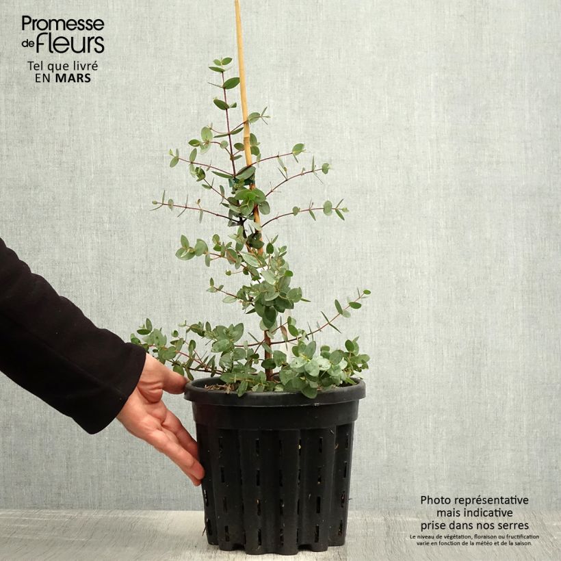 Exemplaar van Eucalyptus coccifera - Gomboom Pot van 4 l/5 l zoals geleverd in de lente