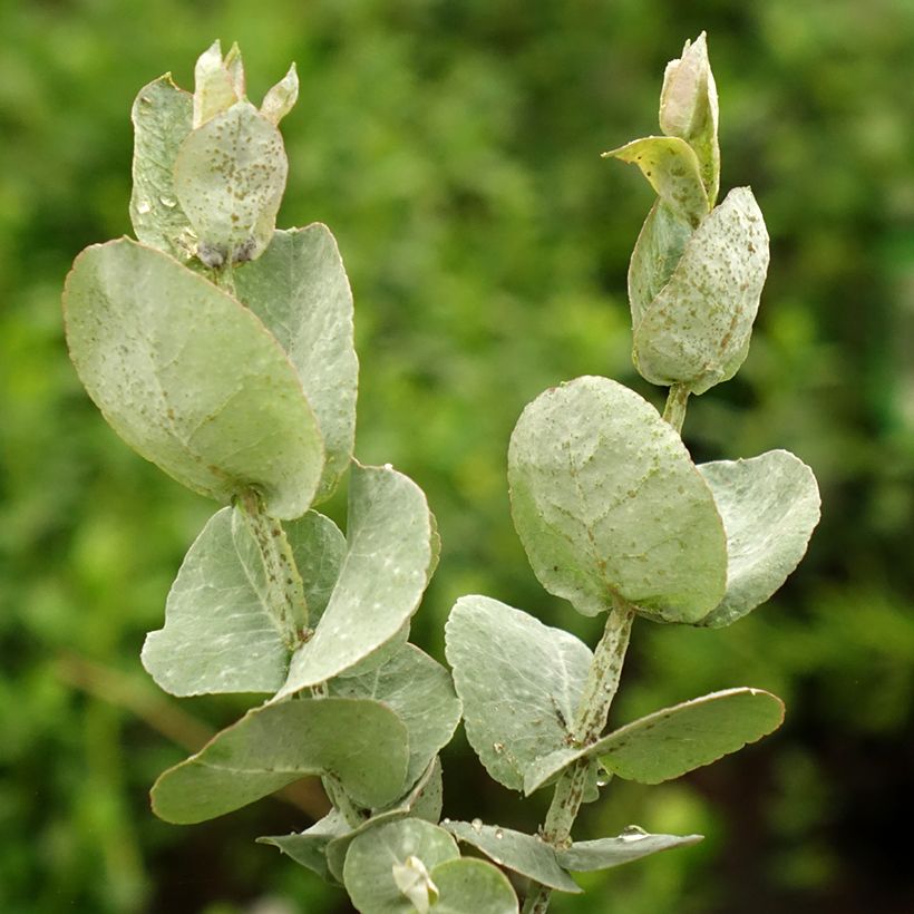 Eucalyptus cordata subsp. quadrangulosa - Gomboom (Blad)
