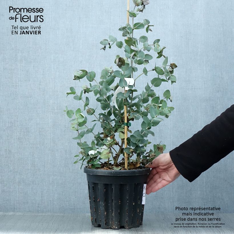 Example of Eucalyptus cordata subsp quadrangulosa Pot van 4 l/5 l as you get in hiver