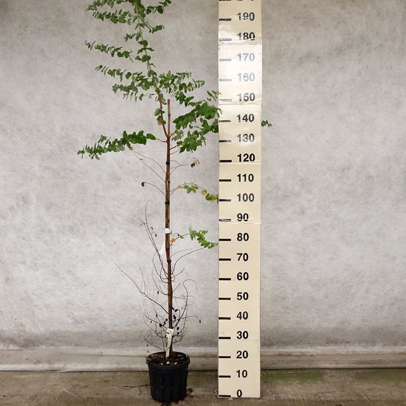 Exemplaar van Eucalyptus crenulata Pot van 4 l/5 l zoals geleverd in de herfst