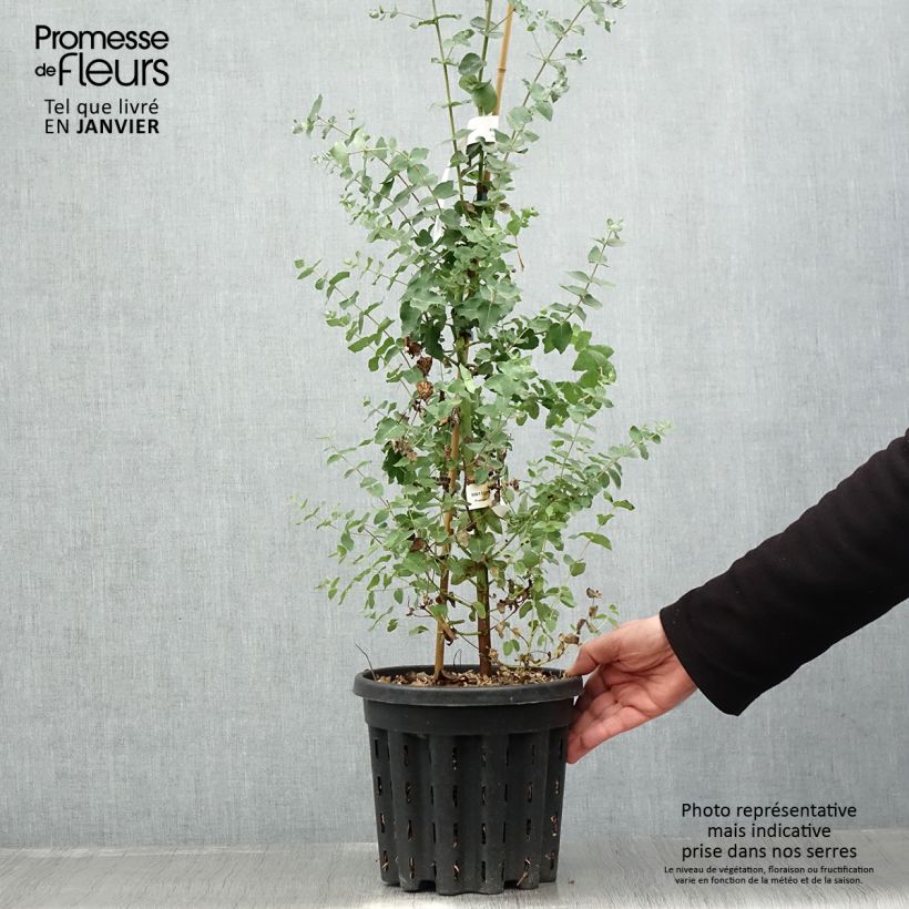 Example of Eucalyptus crenulata - Gommier crénelé Pot van 4 l/5 l as you get in hiver