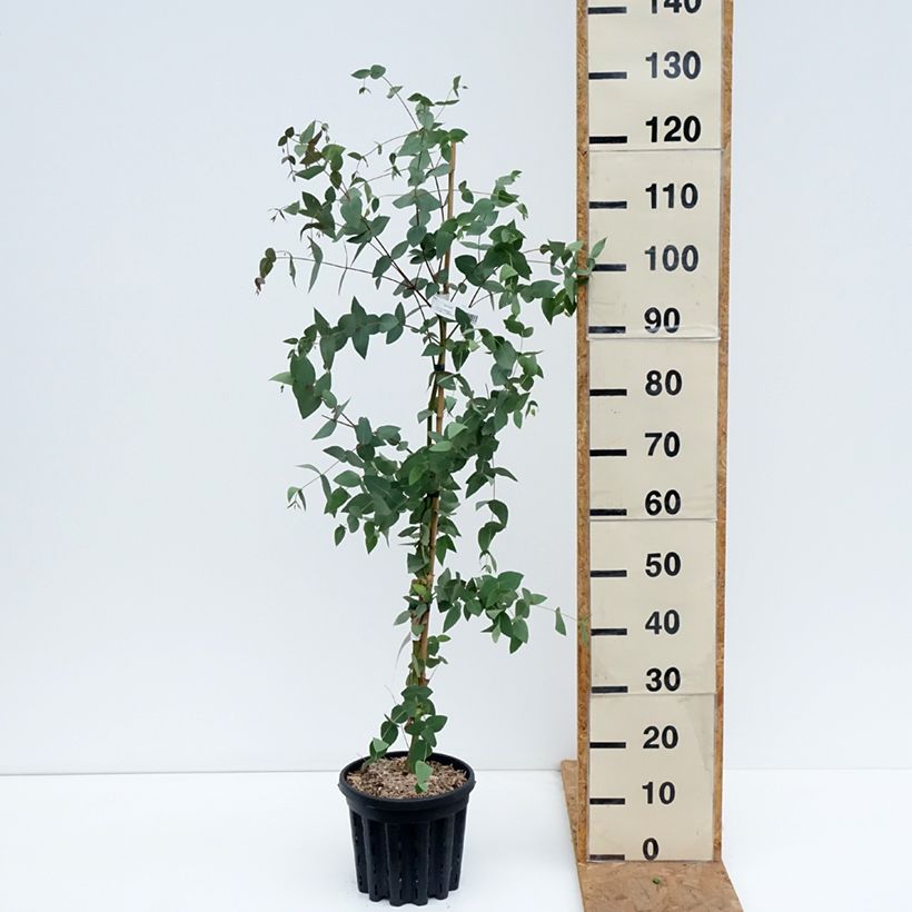 Example of Eucalyptus dalrympleana - Gomboom Pot van 4 l/5 l as you get in automne