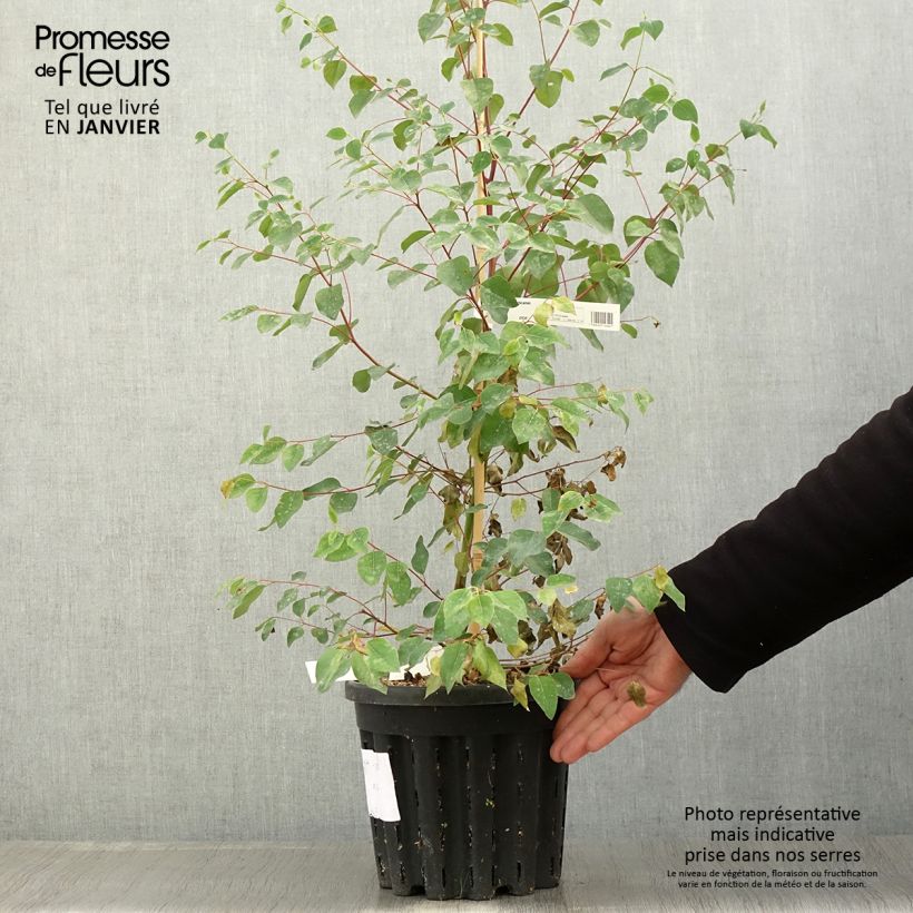 Example of Eucalyptus deanei - Gommier de Deane, Gommier bleu montagne Pot van 4 l/5 l as you get in hiver