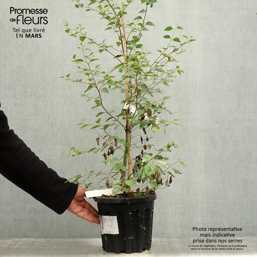Exemplaar van Eucalyptus deanei - Gommier de Deane Pot van 4 l/5 l zoals geleverd in de lente