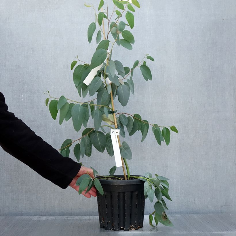 Exemplaar van Eucalyptus delegatensis subsp. tasmaniensis  Pot de 4L/5L, Pot anti-chignon zoals geleverd in de herfst