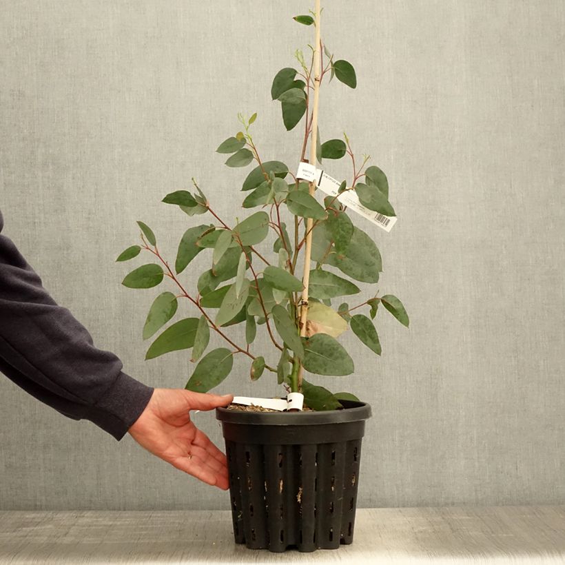 Exemplaar van Eucalyptus delegatensis subsp. tasmaniensis - Alpine gomboom Pot van 4 l/5 l zoals geleverd in de lente