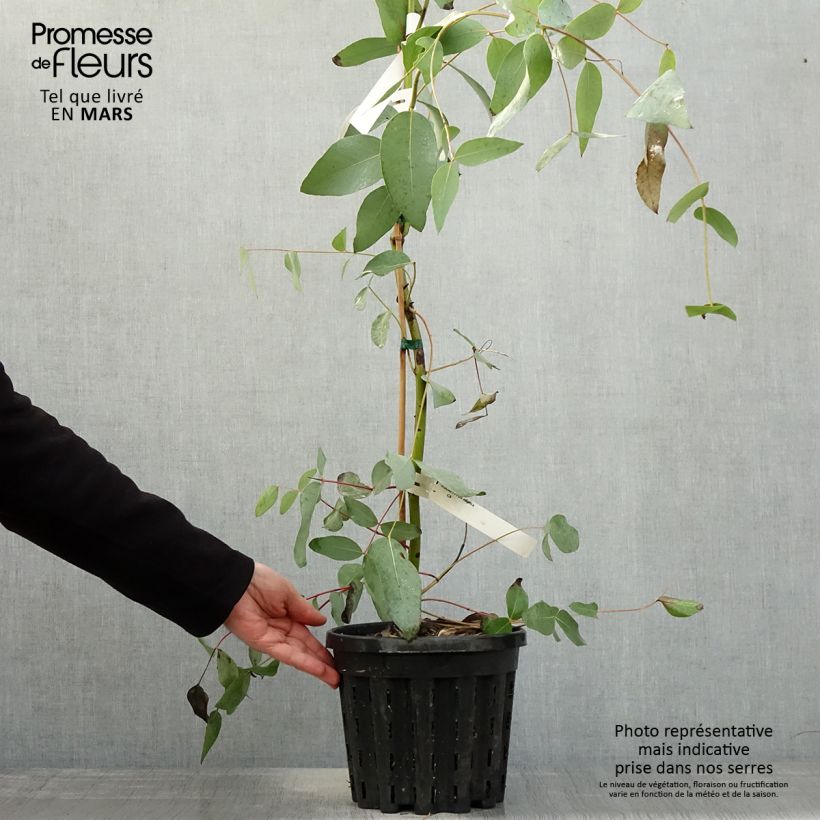 Exemplaar van Eucalyptus elliptica - Elliptische gomboom Pot van 4 l/5 l zoals geleverd in de lente