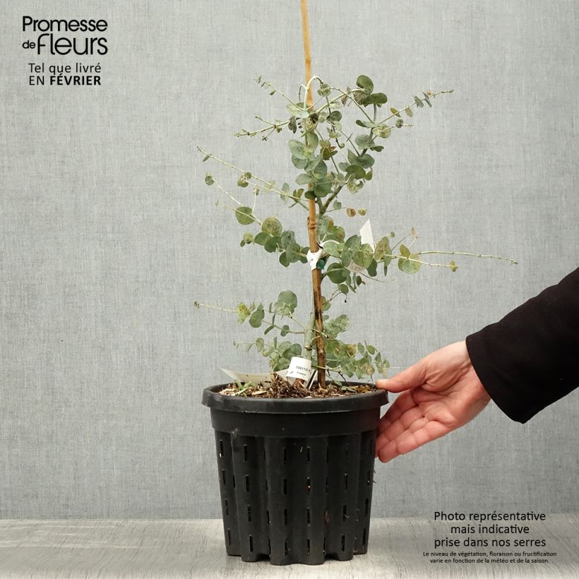 Example of Eucalyptus glaucescens Guthega - Tingiringi gum Pot van 4 l/5 l as you get in hiver