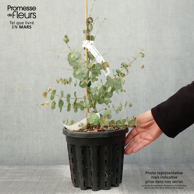 Exemplaar van Eucalyptus glaucescens Guthega - Tingiringi gum Pot van 4 l/5 l zoals geleverd in de lente