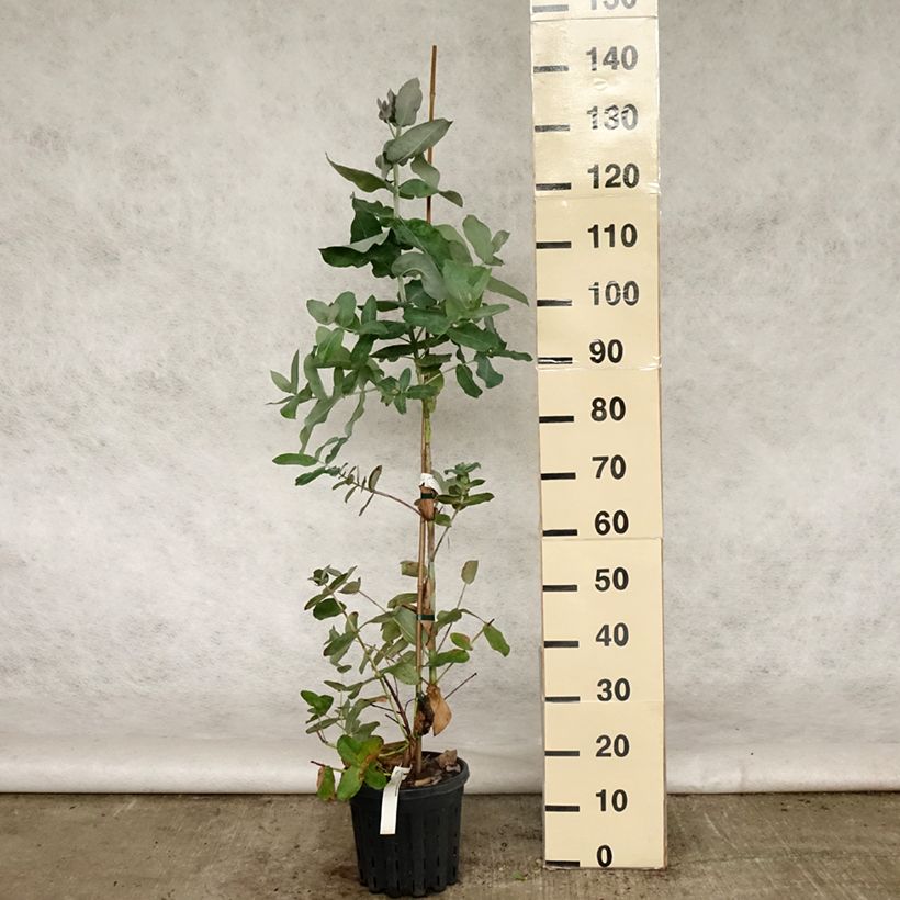 Exemplaar van Eucalyptus globulus bicostata - Gomboom Pot van 4 l/5 l zoals geleverd in de lente