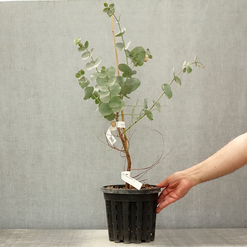 Exemplaar van Eucalyptus goniocalyx Dwarf Form - Gomboom Pot van 4 l/5 l zoals geleverd in de zomer