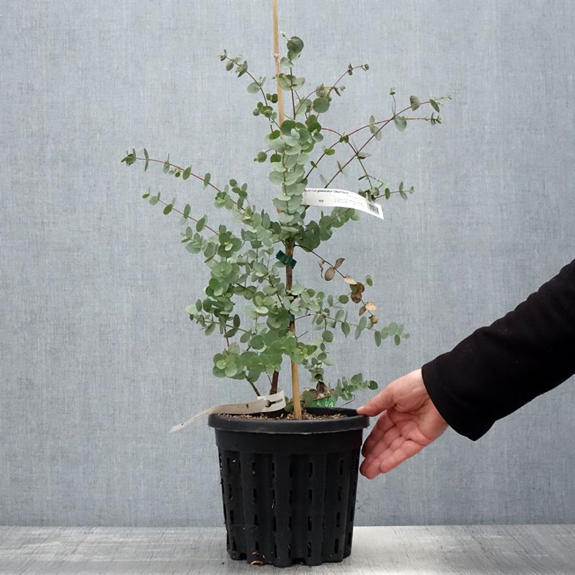 Exemplaar van Eucalyptus goniocalyx Dwarf Form - Gomboom Pot van 4 l/5 l zoals geleverd in de lente
