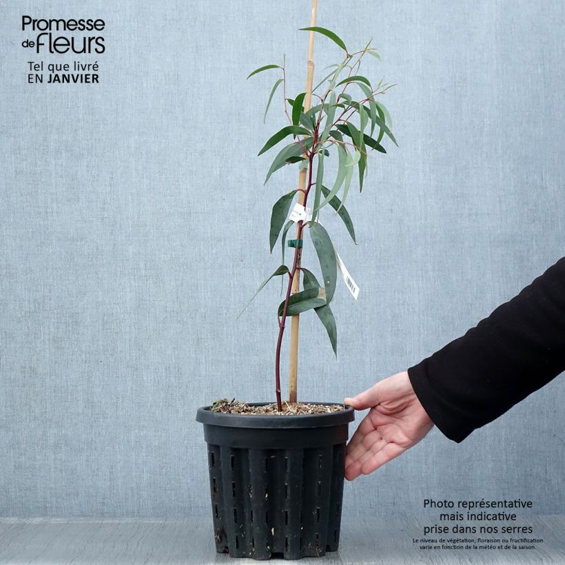 Example of Eucalyptus gregsoniana ou pauciflora var. nana - Gommier des neiges Pot van 3 l/4 l as you get in hiver