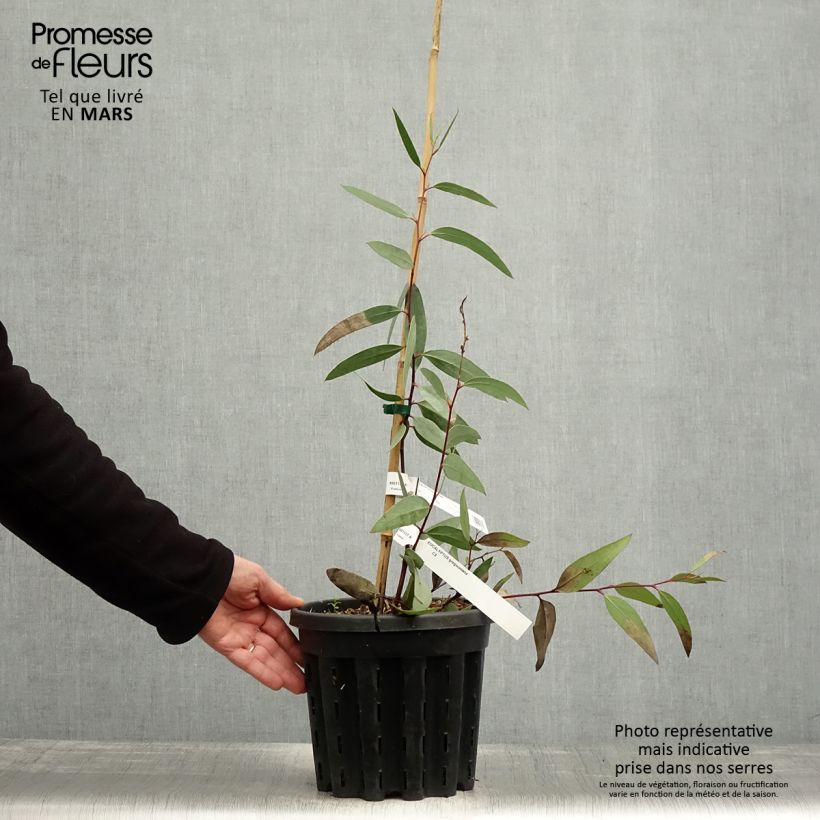 Exemplaar van Eucalyptus gregsoniana - Gomboom Pot van 3 l/4 l zoals geleverd in de lente