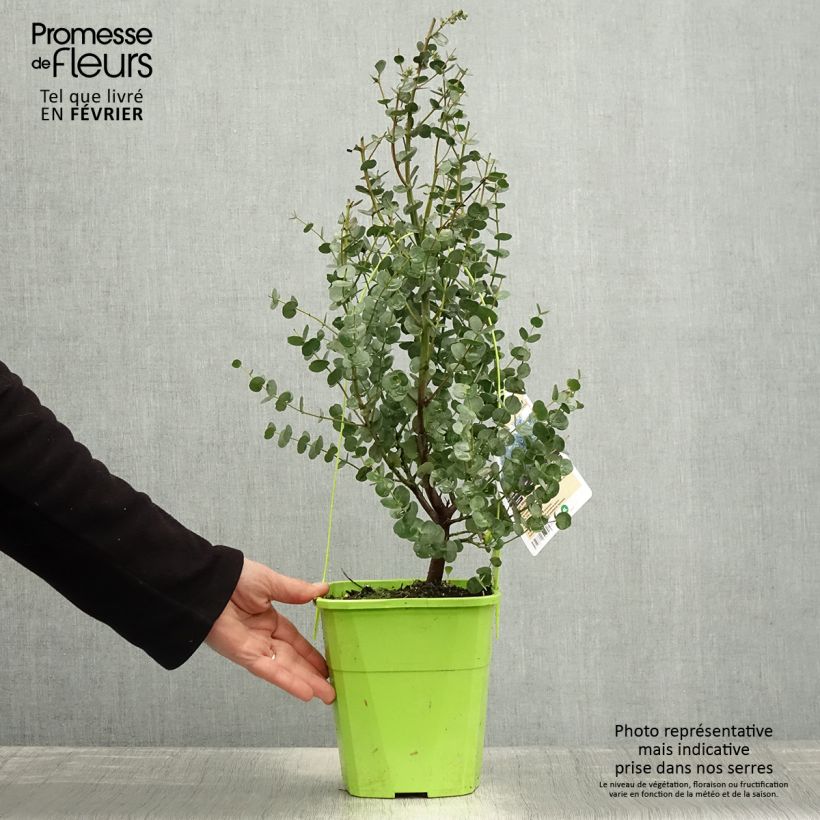 Example of Eucalyptus gunnii Azura - Cidergomboom Pot van 3 l/4 l as you get in hiver