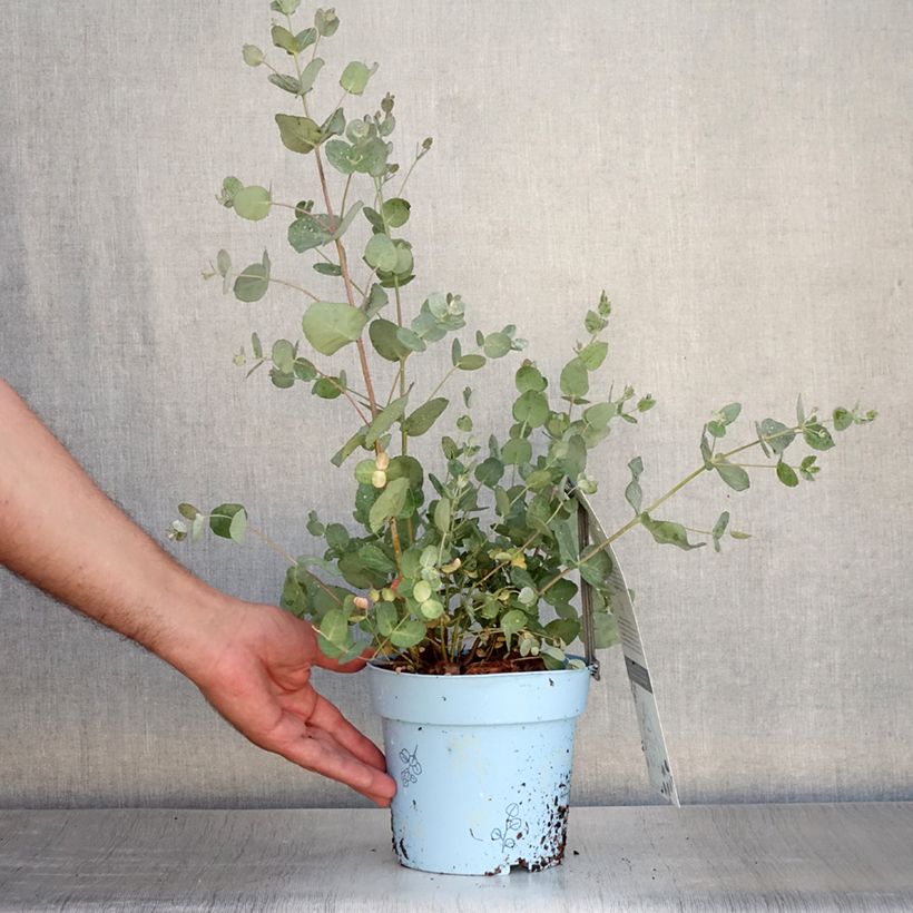 Exemplaar van Eucalyptus gunnii Blaue Liebe - Cidergomboom Pot van 2 l/3 l zoals geleverd in de zomer