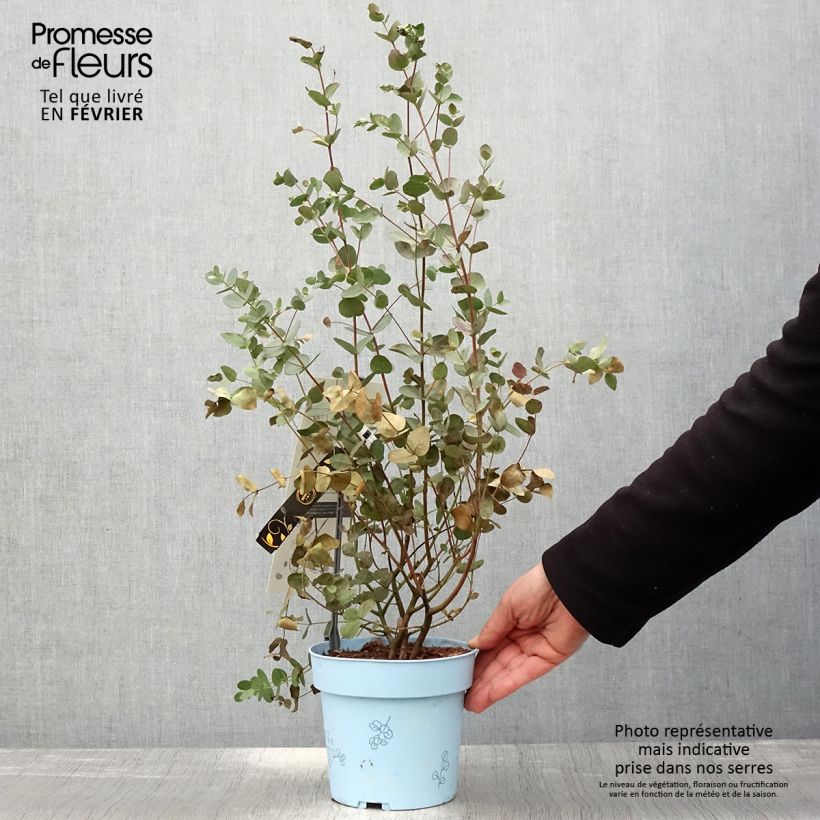 Example of Eucalyptus gunnii Blaue Liebe - Cidergomboom Pot van 2 l/3 l as you get in hiver