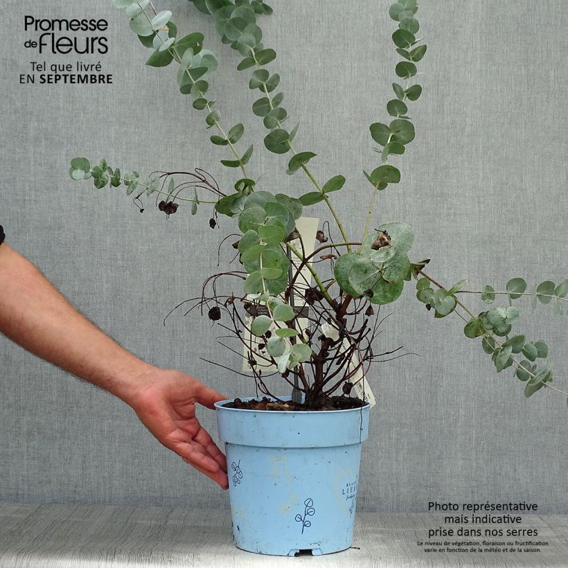 Exemplaar van Eucalyptus gunnii Blaue Liebe - Cidergomboom Pot van 6 l/7 l zoals geleverd in de herfst