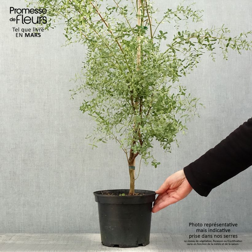 Exemplaar van Eucalyptus gunnii France Bleu Rengun - Cidergomboom Pot van 3 l/4 l zoals geleverd in de lente