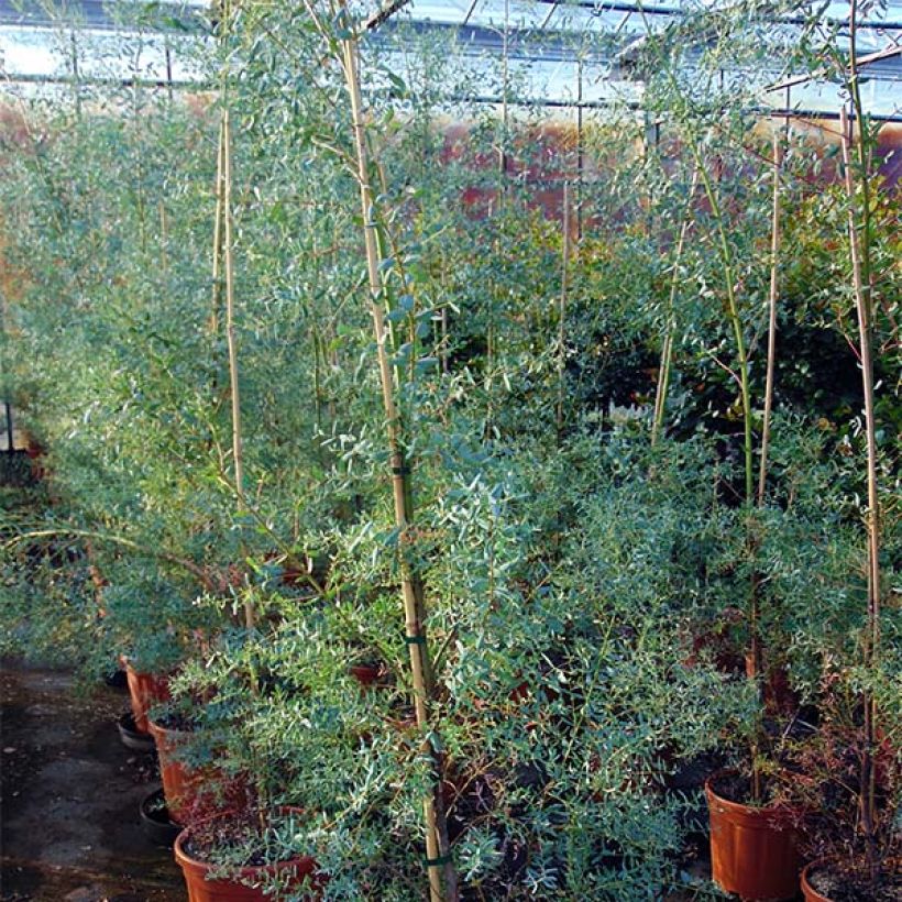 Eucalyptus gunnii France Bleu Rengun - Cidergomboom (Plant habit)