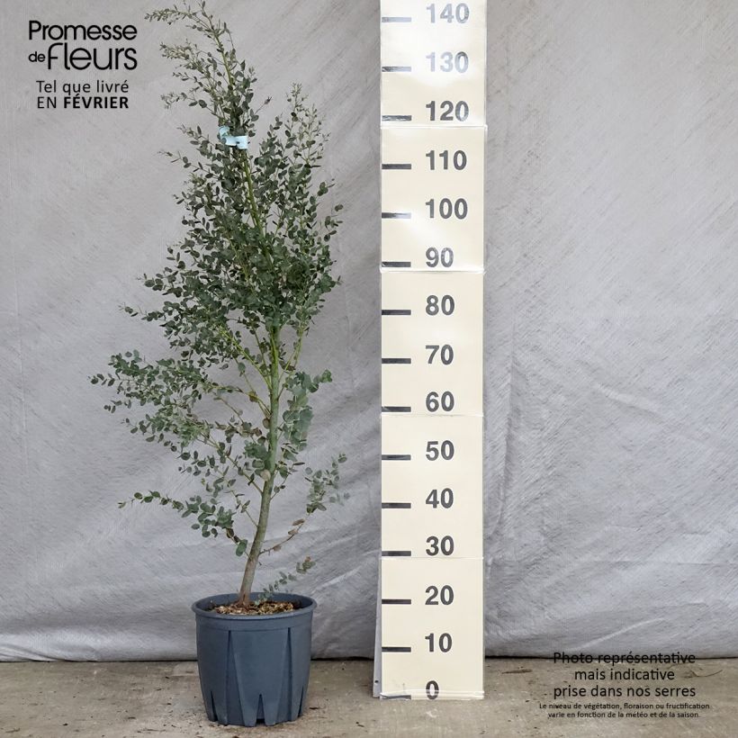 Example of Eucalyptus gunnii France Bleu Rengun - Cidergomboom Pot van 7,5 l/10 l as you get in hiver