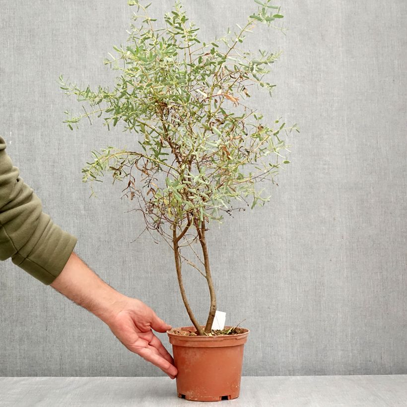 Example of Eucalyptus gunnii France Bleu Rengun - Cidergomboom Pot van 1,5 l/2 l as you get in automne