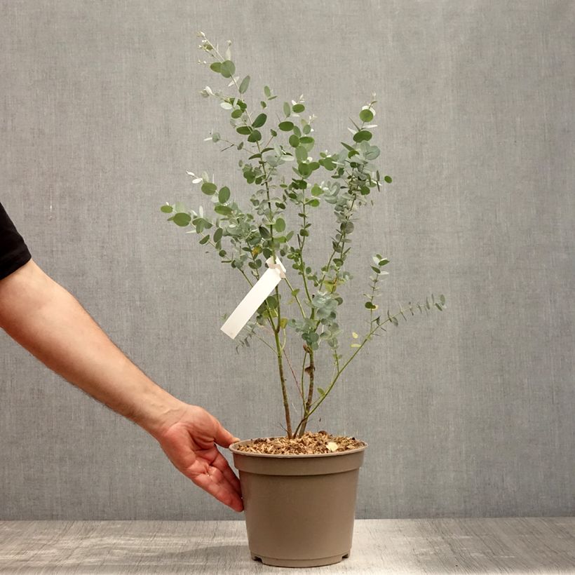 Exemplaar van Eucalyptus gunnii Silverana - Cidergomboom Pot van 1,5 l/2 l zoals geleverd in de zomer