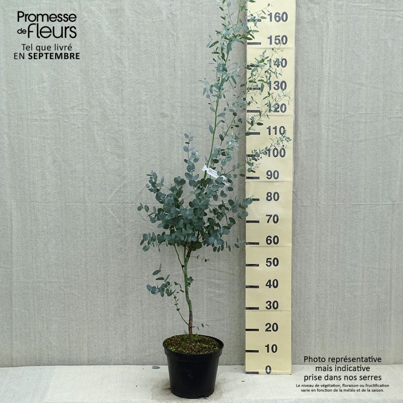 Exemplaar van Eucalyptus gunnii Silverana - Cidergomboom Pot van 4 l/5 l zoals geleverd in de herfst