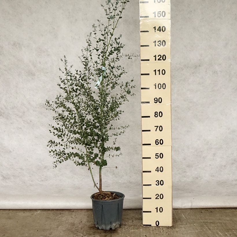 Exemplaar van Eucalyptus gunnii Silverana - Cidergomboom Pot van 4 l/5 l zoals geleverd in de zomer