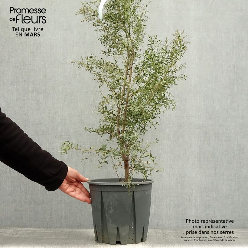 Exemplaar van Eucalyptus gunnii Silverana - Cidergomboom Pot van 4 l/5 l zoals geleverd in de lente