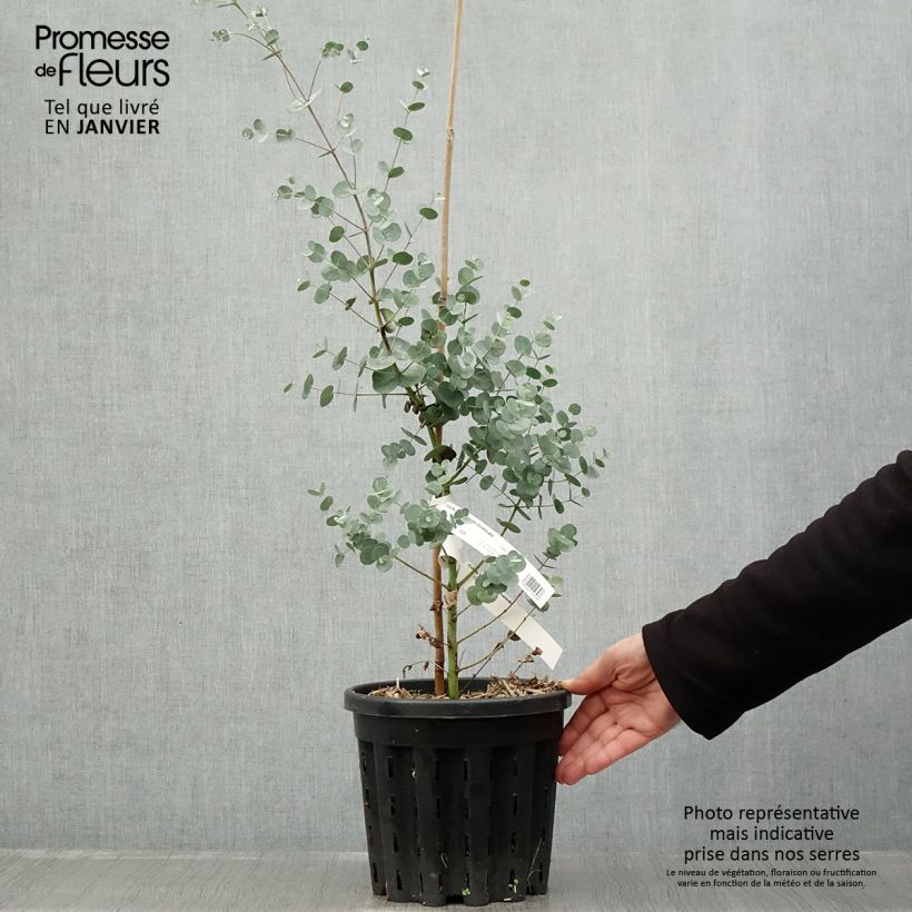 Example of Eucalyptus gunnii subsp. divaricata - Cidergomboom Pot van 4 l/5 l as you get in hiver