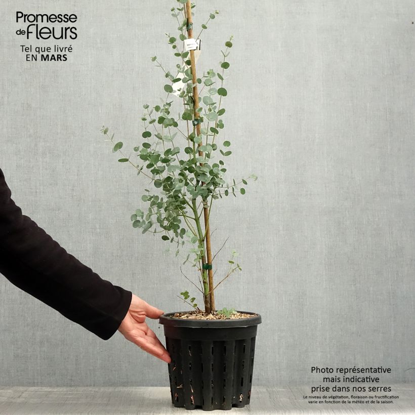 Exemplaar van Eucalyptus gunnii subsp. divaricata - Cidergomboom Pot van 4 l/5 l zoals geleverd in de lente