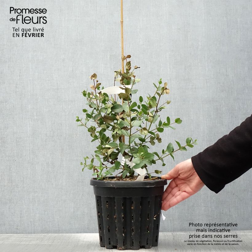 Example of Eucalyptus johnstonii - Tasmaanse gele gomboom Pot van 4 l/5 l as you get in hiver