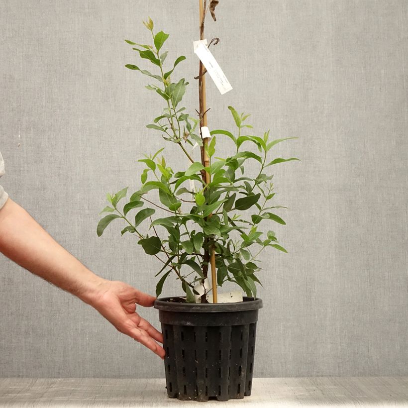 Exemplaar van Eucalyptus kitsoniana - Gomboom Pot van 4 l/5 l zoals geleverd in de zomer