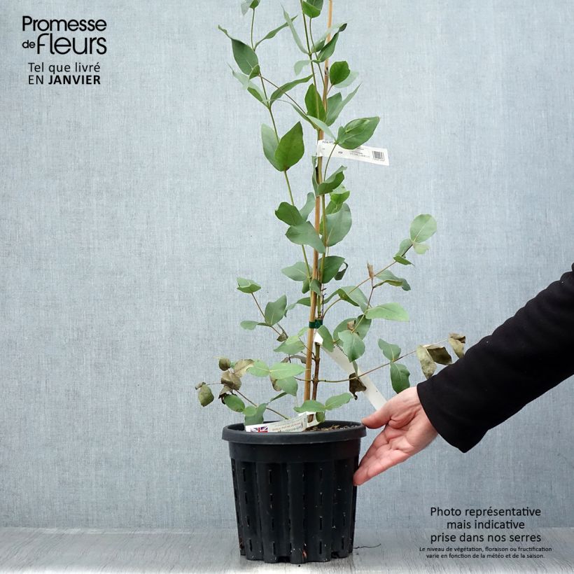 Example of Eucalyptus kitsoniana - Gommier du Gippsland  Pot van 4 l/5 l as you get in hiver