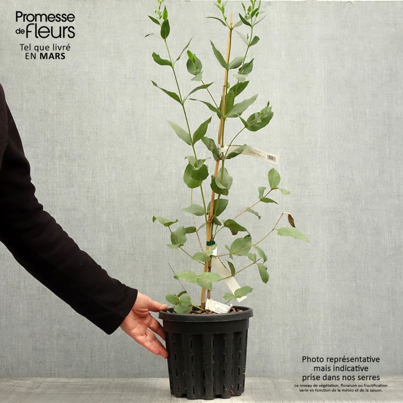 Exemplaar van Eucalyptus kitsoniana - Gomboom Pot van 4 l/5 l zoals geleverd in de lente