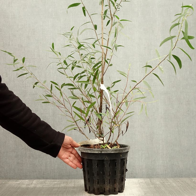 Exemplaar van Eucalyptus kybeanensis - Gomboom Pot van 4 l/5 l zoals geleverd in de herfst