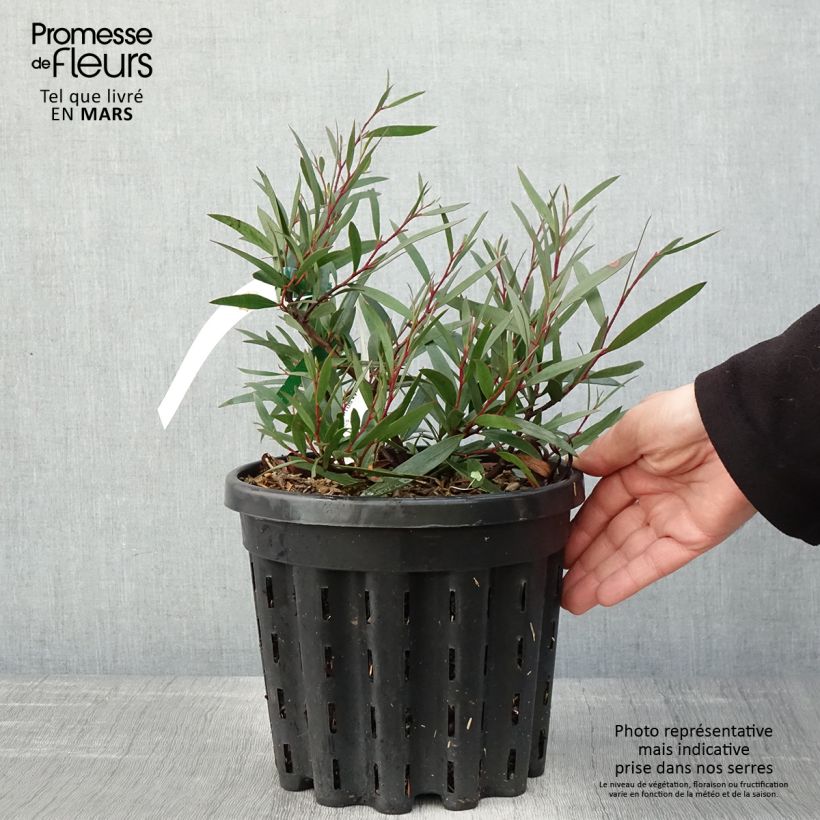 Exemplaar van Eucalyptus kybeanensis - Gomboom Pot van 4 l/5 l zoals geleverd in de lente