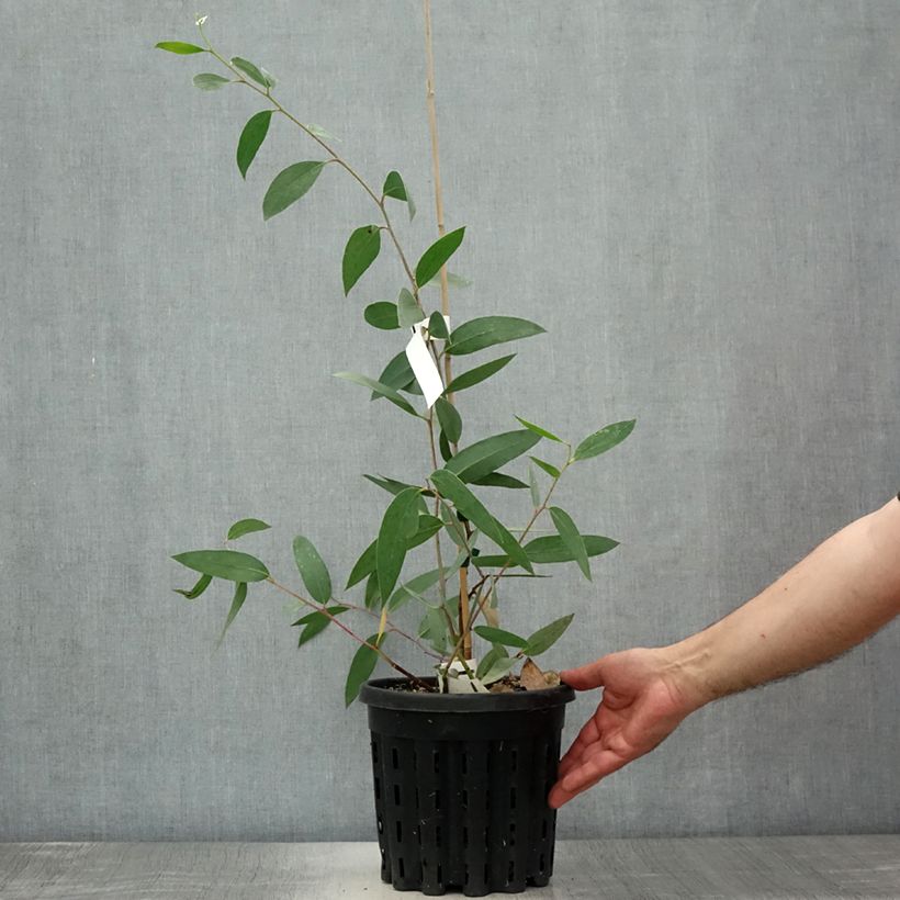 Exemplaar van Eucalyptus lacrimans - Sneeuweucalyptus Pot van 4 l/5 l zoals geleverd in de zomer