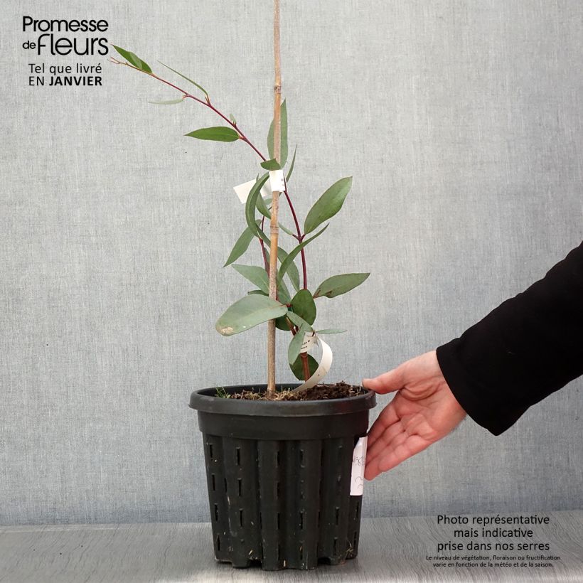 Example of Eucalyptus lacrimans - Sneeuweucalyptus Pot van 4 l/5 l as you get in hiver