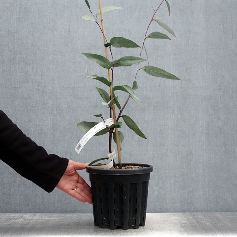 Exemplaar van Eucalyptus lacrimans - Sneeuweucalyptus Pot van 4 l/5 l zoals geleverd in de lente