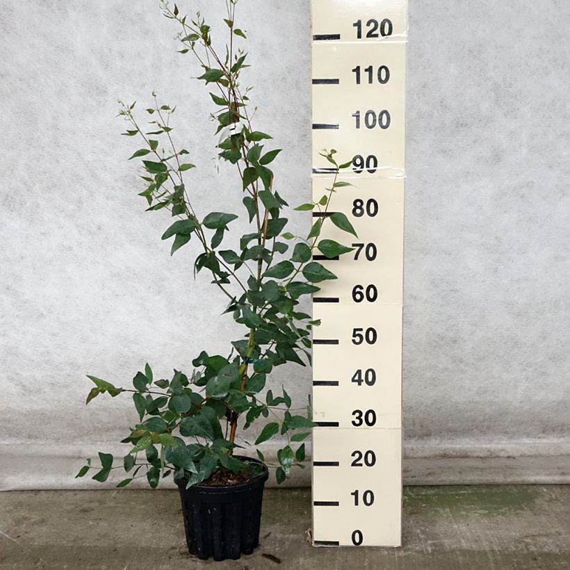 Exemplaar van Eucalyptus leucoxylon Rosea Pot de 4L/5L, Pot anti-chignon zoals geleverd in de herfst