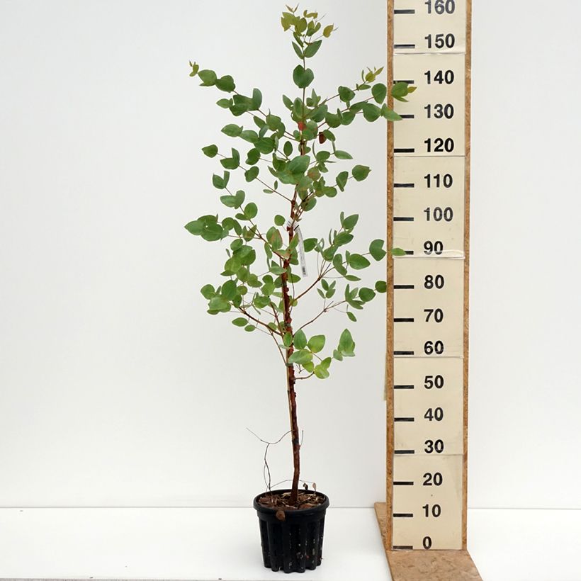 Exemplaar van Eucalyptus leucoxylon Rosea - Gomboom Pot van 4 l/5 l zoals geleverd in de zomer