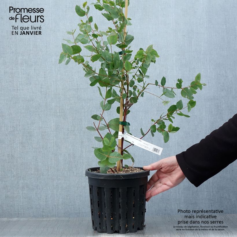 Example of Eucalyptus leucoxylon Rosea - Gomboom Pot van 4 l/5 l as you get in hiver