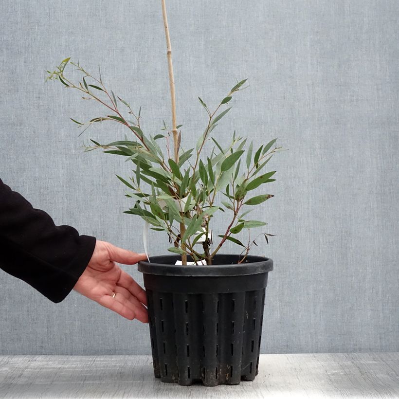 Exemplaar van Eucalyptus mitchelliana - Gomboom Pot van 4 l/5 l zoals geleverd in de lente