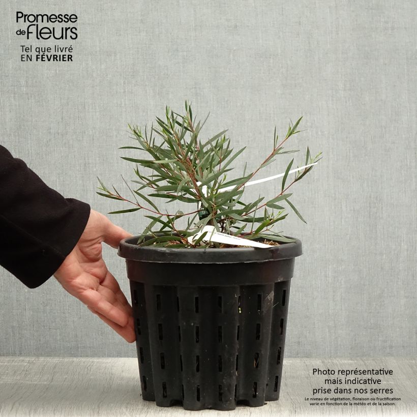 Example of Eucalyptus moorei subsp. moorei Pot van 4 l/5 l as you get in hiver
