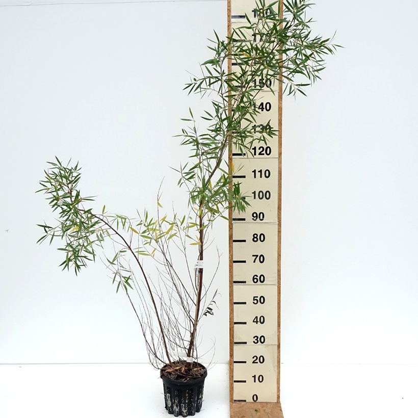 Exemplaar van Eucalyptus moorei subsp. moorei - Gomboom Pot van 4 l/5 l zoals geleverd in de herfst